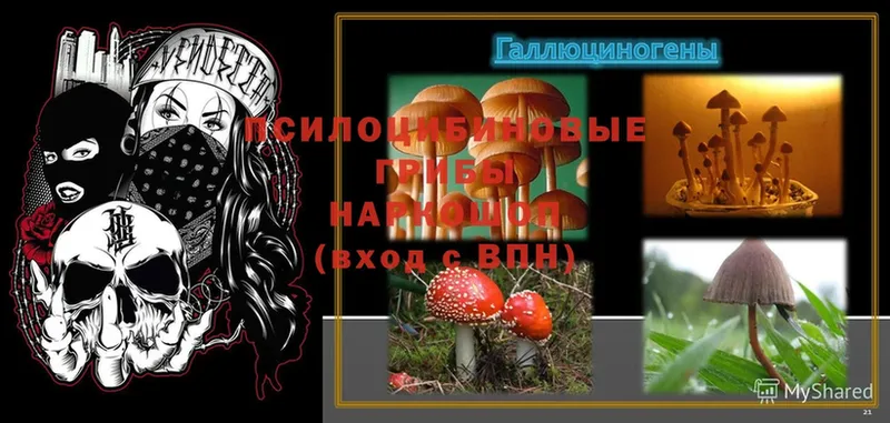 Галлюциногенные грибы MAGIC MUSHROOMS  Котельники 